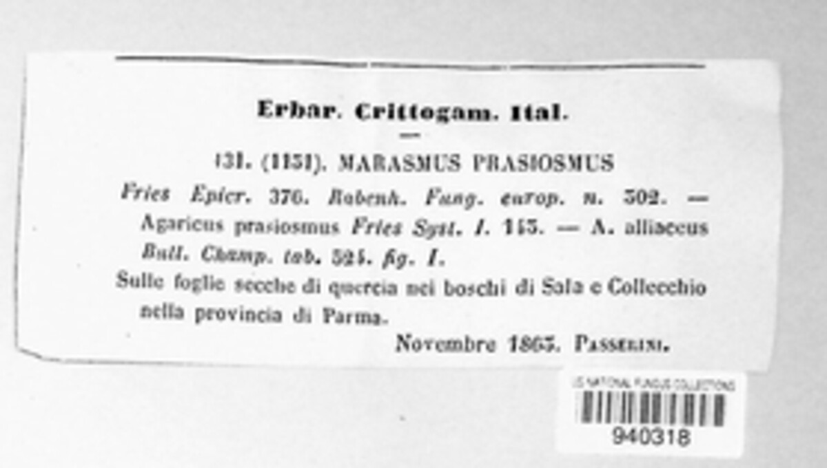 Marasmius prasiosmus image